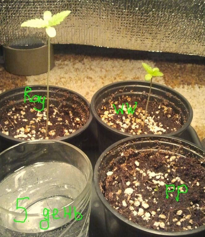 post-13797-0-44274200-1359731286_thumb.j