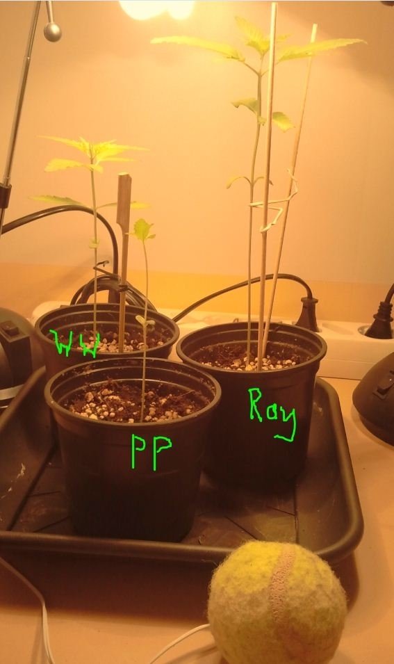 post-13797-0-67422800-1359731488_thumb.j