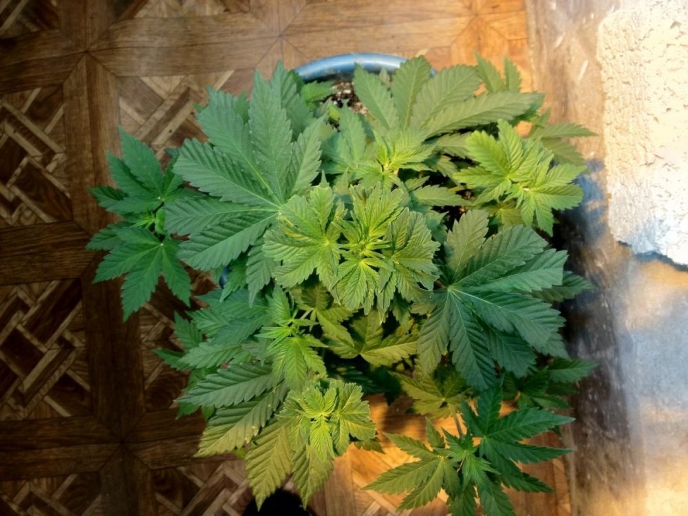 post-15690-0-57870200-1368717148_thumb.j