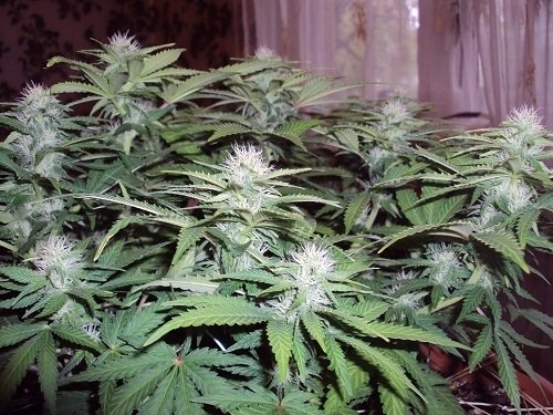 post-11823-0-98690600-1349790495_thumb.j