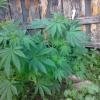 LSD fem - последнее сообщение от nef