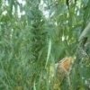 Ребят помогите кто нить ! - последнее сообщение от Rastaman